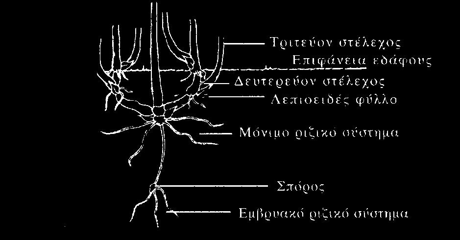 Εικόνα 4. Το ριζικό σύστημα (Υπ Αγρ. Αν. και Τρ. www.minagric. gr/greek/ EPAA).