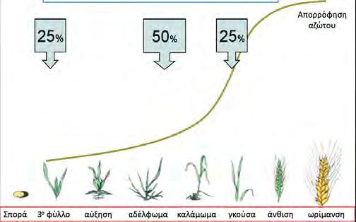 Καλλιέργεια Πίνακας 4. Υπολείμματα αζώτου από την προηγούμενη καλλιέργεια (Μπαξεβάνος, 2011). Άζωτο μονάδες/στρέμμα Τεύτλα 5 Καλαμπόκι 2 Μηδική 8 Τομάτα βιομηχανική 5 Πατάτα 5 Εικόνα 24.