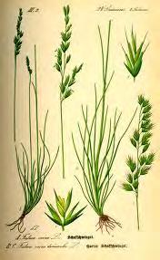 Εικόνα 27. Festuca sp. Φεστούκα (http://www.google.gr/imgres?imgurl=http://upload.wikimedia.org/wikipedia/commons/5/5 0/Illustration_Festuca_ovina0.jpg).