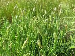 Εικόνα 28. Phalaris spp Φάλαρη. (http://www.google.gr/imgres?imgurl=http://www.flexiblefarming.com.au/pics/oct1808/da m_phalaris.jpg). Το ζιζάνιο αυτό δείχνει προτίμηση στα υγρά και δροσερά κλίματα.