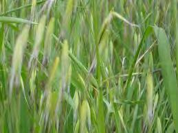 Εικόνα 30. Avena sterilis Αγρ/βρώμη. (http://www.google.gr/imgres?imgurl=http://upload.wikimedia.org/wikipedia/commons/b/b0/av ena sterilis).