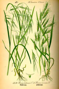 Εικόνα 31. Bromus sp Bρόμος. (http://www.google.gr/imgres?imgurl=http://upload.wikimedia.org/wikipedia/commons/thumb/b /b8/illustration_bromus_tectorum0.jpg).
