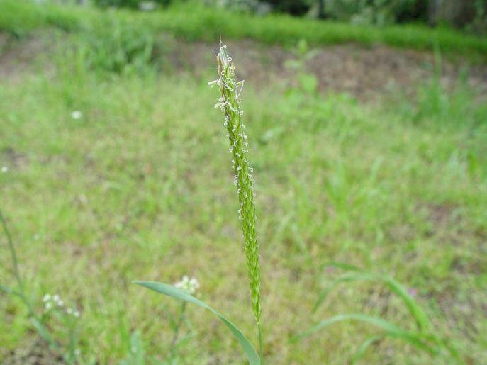 Εικόνα 32. Alopecurus myosuroides - Αλεπονουρά (http://www.google.gr/imgres?imgurl=https://www.kuleuvenkulak.be/kulakbiocampus/lage%2520planten/alopecurus).