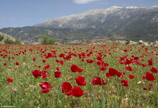 Καταπολέμηση: Η καλλιέργεια φυτών με μικρό βιολογικό κύκλο, όπως είναι οι πρώιμες πατάτες, διάφορα λαχανικά, ή κτηνοτροφικά φυτά παρεμποδίζει την παραγωγή και την επικάθηση νέων σπόρων του Galium
