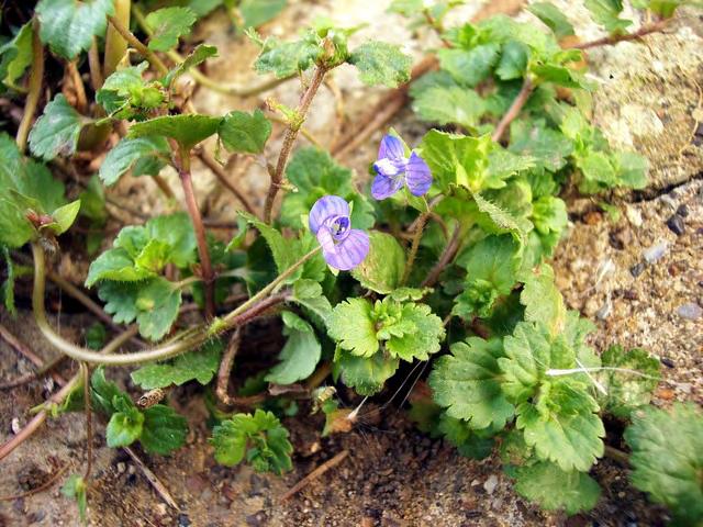 Εικόνα 36. Βερόνικα (Veronica spp). (http://www.google.gr/imgres?imgurl=http://gallery.nen.gov.uk/assets/0601/0000/0091/winter_ 308_mid.jpg).
