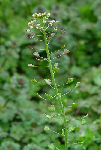 Εικόνα 37. Καψέλλα (Capsella bursa-pastoris). (http://www.google.gr/imgres?imgurl=http://www.missouriplants.com/whitealt/capsella_b ursa-pastoris_inflorescence.jpg).