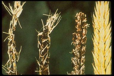 Εικόνα 40. Άνθρακες σιταριού. (http://www.google.gr/imgres?imgurl=http://scarab.msu.montana.edu/disease/diseasegu idehtml/img0020.jpg).