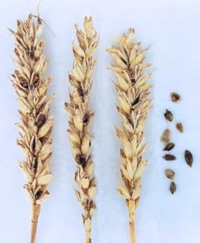 Εικόνα 41. Δαυλίτες σιταριού. (http://www.google.gr/imgres?imgurl=http://www.agroatlas.ru/content/diseases/tritici/triti ci_tilletia_caries/tritici_tilletia_caries.jpg).
