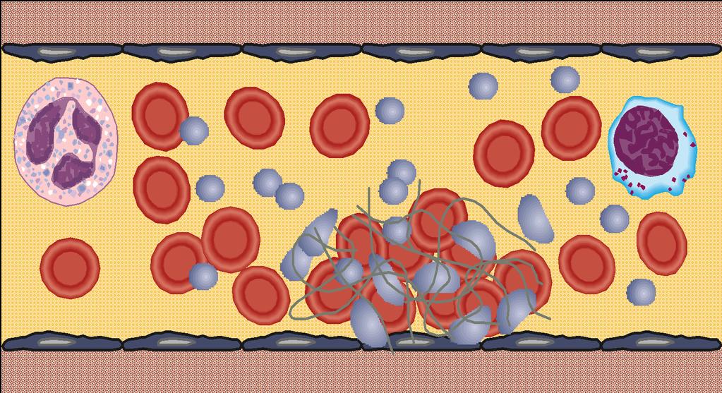 Hemostáza Endotel Subendoteliálna matrix