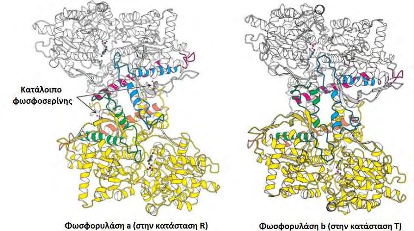 ισορροπία για τη φωσφορυλάση α ευνοεί την κατάσταση R, ενώ η ισορροπία για την φωσφορυλάση b την κατάσταση Τ. Οπότε η φωσφορυλάση α είναι συνήθως ενεργή και η φωσφορυλάση b συνήθως ανενεργή.