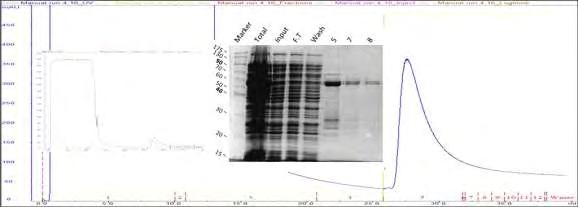 Αρχικά, για τον καθαρισμό της πρωτεΐνης χρησιμοποιήθηκε η Protino GST/4B της Macherey-Nagel που είναι μια στήλη χρωματογραφίας συγγένειας GST.