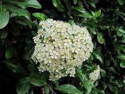 1.9.2 PYRACANTHA COCCINEA Είναι μια ποικιλία φυτού που εμφανίστηκε στην Ευρώπη και καλλιεργήθηκε από το 16 0 αιώνα. Το φυτό έχει μικρά άσπρα λουλούδια σε συστάδες και παράγει μικρά κόκκινα μούρα.