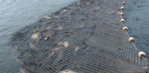 GAJENJE ŠARANA KORIŠĆENJEM HRANE SOPROFISH Šaranske vrste riba (familija Cyprinidae) po količini proizvedene ribe predstavljaju najzastupljeniju familiju riba u slatkovodnoj akvakulturi (preko 70%).