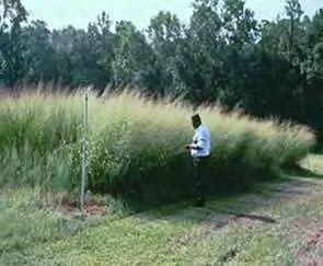 switchgrass κάτω από ευνοϊκές κλιματικές συνθήκες. Μία ποικιλία upland και μια lowland παρουσιάζονται στις παρακάτω εικόνες. 3.Lowland ποικιλία 4.Upland ποικιλία 1.