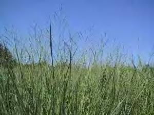 Οι σπόροι του switchgrass, είναι μικροί και σκληροί και έχουν γυαλιστερό περίβλημα. Υπάρχουν 500-1000 σπόροι σε ένα γραμμάριο, με το εύρος αυτό να εξαρτάται, από τον γενότυπο, αλλά και την ποικιλία.