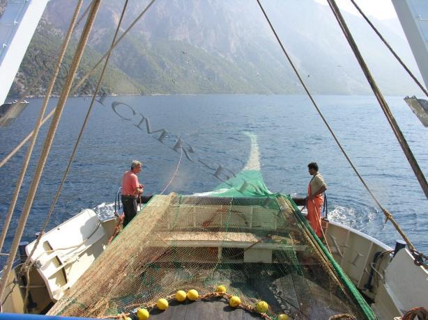 2.3. Αλιευτικό εργαλείο Η τράτα που χρησιμοποιήθηκε, ήταν μία τυπική τράτα βυθού, που χρησιμοποιείται από τον ελληνικό αλιευτικό στόλο των μηχανοτρατών (Εικ. 2.3.1), κατασκευασμένη από νάιλον νήμα χωρίς κόμπους, σύμφωνα με τον Κανονισμό 1967/2006.