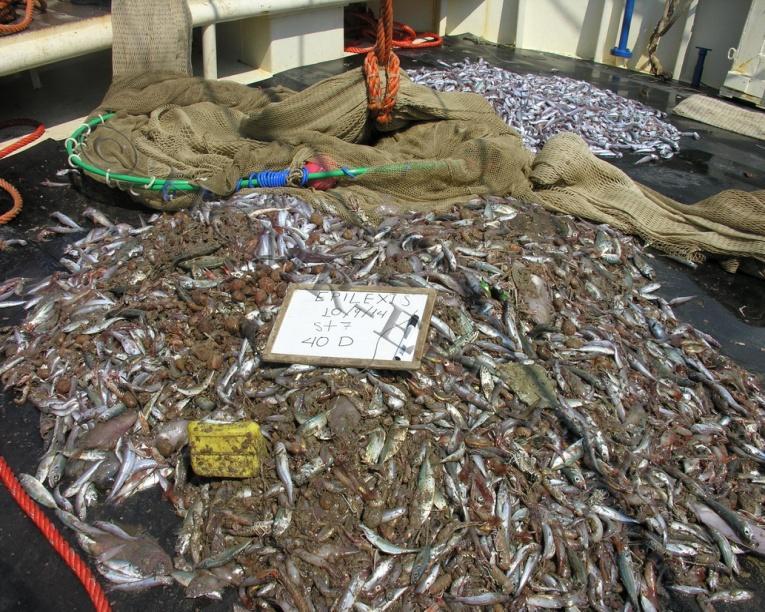2.5. Συλλογή δεδομένων πειραματικής αλιείας Σε κάθε καλάδα το αλίευμα του σάκου και του καλύμματος εξετάστηκαν ξεχωριστά (Εικ. 2.5.1).