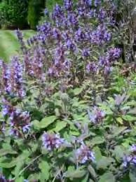 Salvia officinalis ( Σάλβια η Δαλματική) Εικόνα 102: Φυτό του γένους Salvia officinalis et.al, 2000). Είναι μικρός αειθαλής αρωματικός θάμνος.