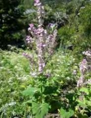 Salvia sclarea ( Σάλβια η ερυθρανθής) Εικόνα 15: Φυτό του γένους Salvia sclarea Είναι κοινώς γνωστό με τα ονόματα ερυθρανθής σκλάρεα, γοργόγιαννης (Clary sage) κ.ά. Απαντάται σε πετρώδεις τόπους της Θράκης, της Μακεδονίας, της Ηπείρου, της Θεσσαλίας, της Πελοποννήσου και των Ιονίων νησιών.