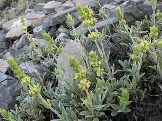 Τα κυριότερα είδη στην Ελλάδα είναι: Sideritis clandestine ( Τσάι Μαλεβού ή τσάι Ταΰγετου) Εικόνα 16: Φυτό του γένους Sideritis clandestina Είναι πολυετής πόα, ύψους μέχρι 40 εκατοστά.