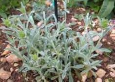 Sideritis scardica ( Τσάι του Ολύμπου) Εικόνα 18: Φυτό του γένος Sideritis scardica Είναι πολυετής πόα. Ο βλαστός του είναι λίγο ξυλώδης στη βάση, είναι απλός ή διακλαδισμένος, με δευτερεύοντες.