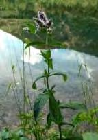 Αναλυτικότερα: Mentha pulengium (Μέντα η πουλέγιος / Μίνθηη γλύχων) Εικόνα 19: Φυτό του γένους Mentha pulengium Κοινή ονομασία φλησκούνι, βληχώνι, φλεσκούνι ή βληχούνι.