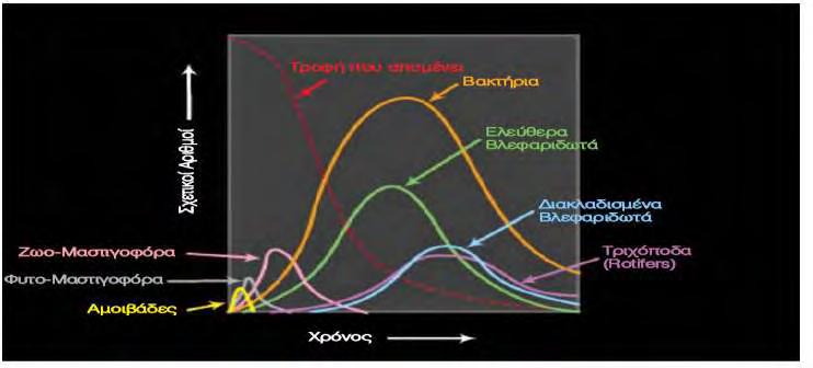 Σχήμα 5: Επικράτηση επιμέρους μικροοργανισμών σε σχέση με το χρόνο(ο.ε.ε.λ.σ. 20