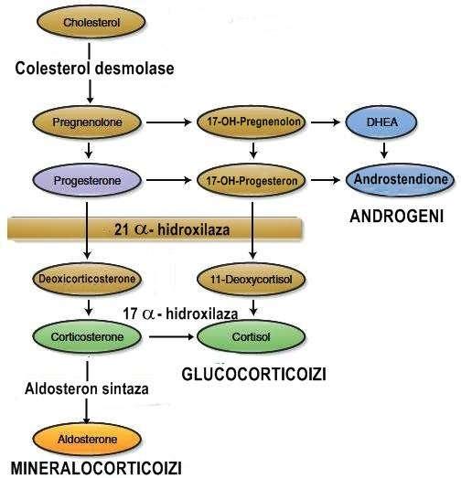 III. FIZIOPATOLOGIA AFECȚIUNILOR CORTICOSUPRARENALEI A.