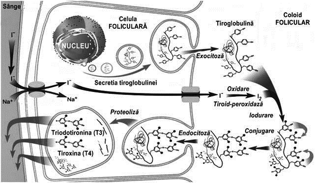 B. Alterarea TRANSPORTULUI SANGUIN al hormonilor HIPERfuncția endocrină se datorează creșterii fracțiunii libere hormonale datorită: scăderii nivelului proteinei transportoare prin scăderea sintezei