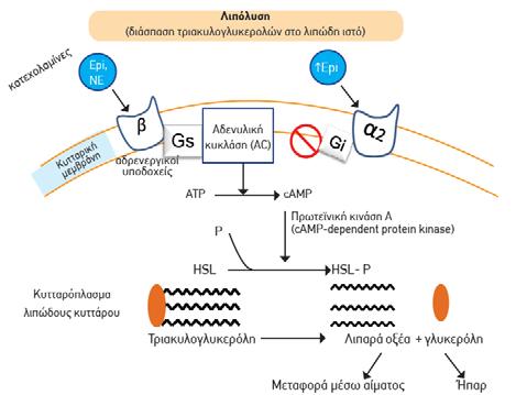 αρτηριακή πίεση ( 140/90 mmhg) Αυξημένα τριγλυκερίδια ( 150 mg/dl ή/και ελαττωμένη HDL χοληστερόλη (άνδρες<35 mg/dl, γυναίκες<39mg/dl) Κεντρική