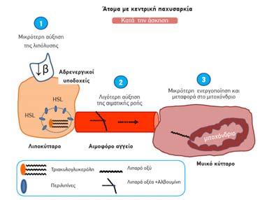 85 ή/και BMI >30 kg/m 2 ) Μικρολευκωματινουρία (ρυθμός απέκκρισης λευκωματίνης στα ούρα >20 μg/min) Takamiya et al. (2004).