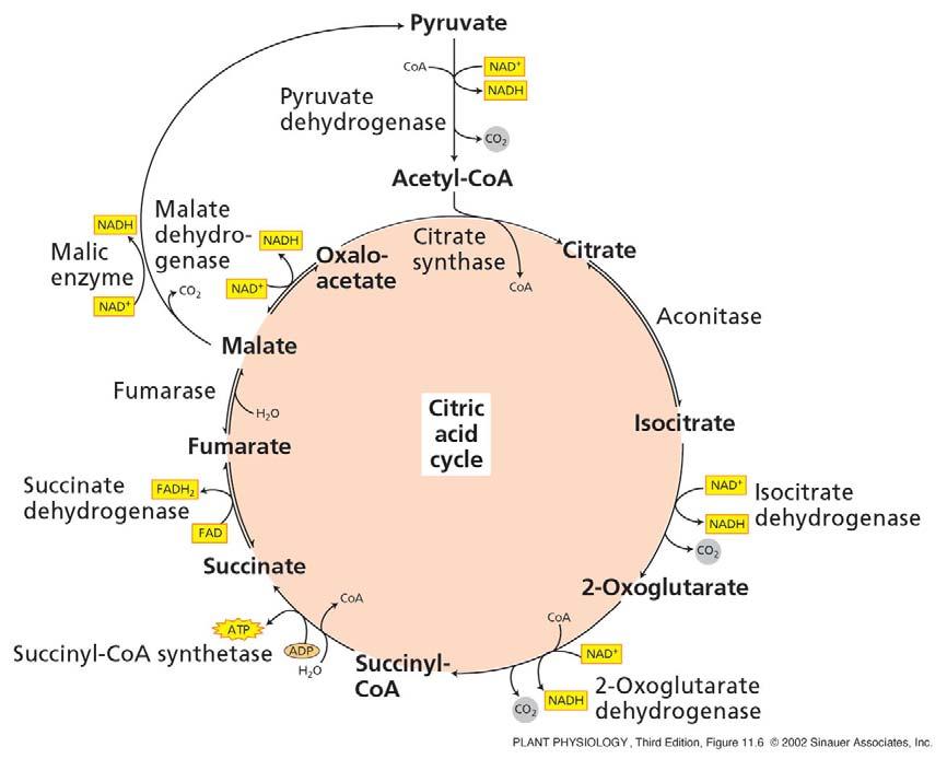 vakuola citosol malat + NADH oksalacetat + CO 2 -Pi piruvat ATP PEP glukoza GLIKOLIZA HPO 4 2- OH - ATP H + H + H +