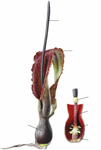 bet spata Arum