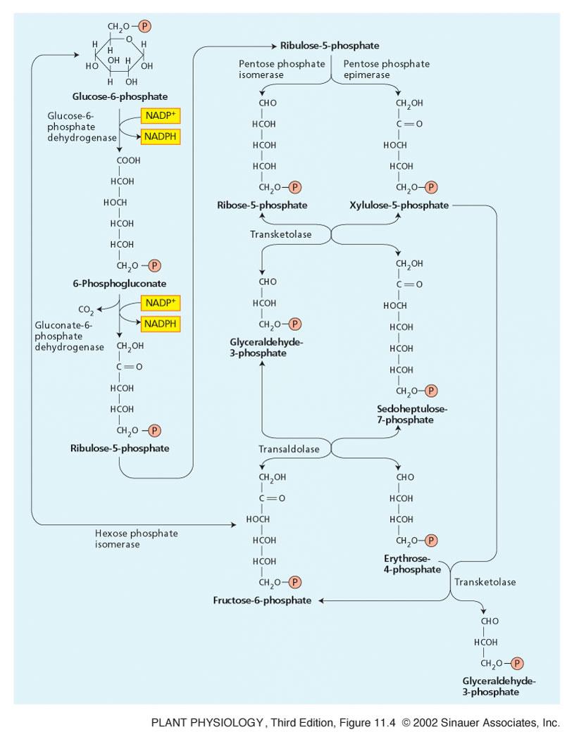 Oksidativna pot pentoze fosfata (OPP - pot) glukoza-6p je v začetku te poti oksidirana do 5C atomov velike molekule ribuloze-5-fosfata 1C se odda v obliki CO 2 Reduktivna moč se sharni v obliki 2