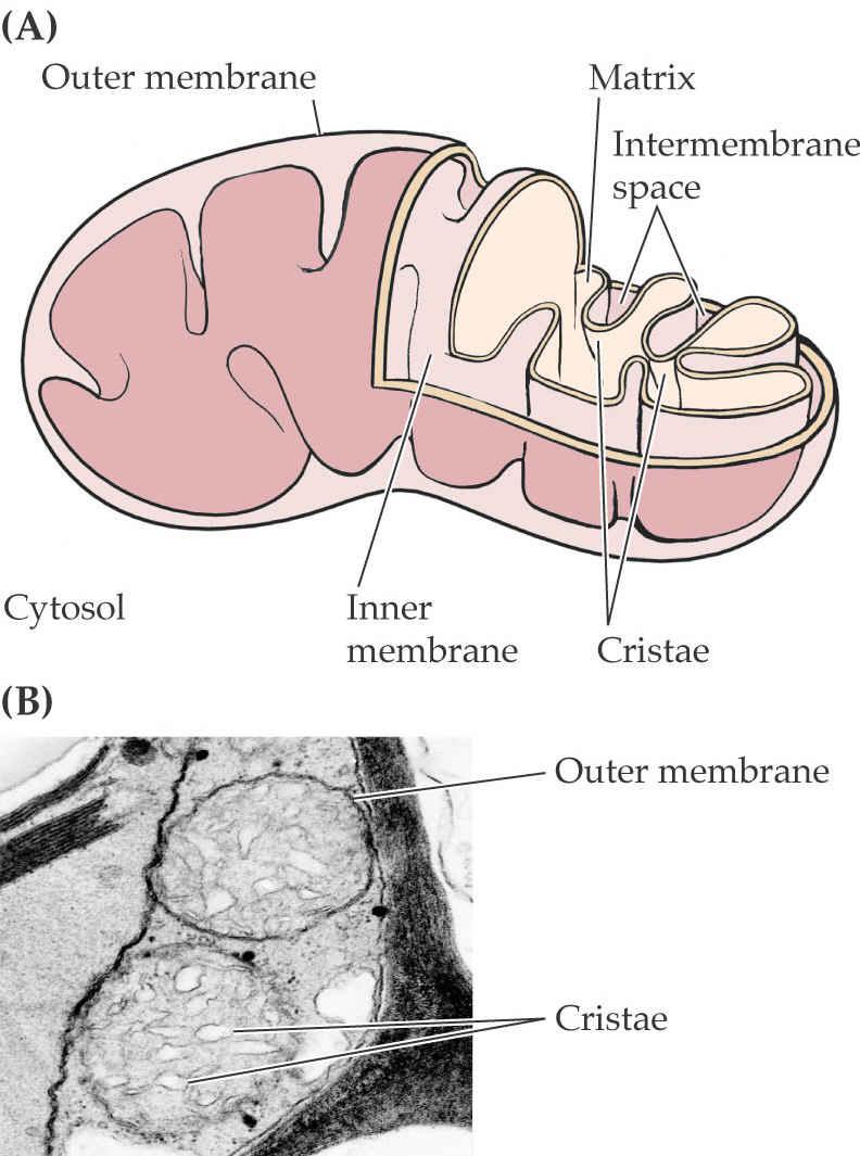 Zunanja membrana Matriks Medmembranski prostor Mitohondrij