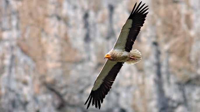 Януари Ιανουάριος 20 Светослав Спасов Svetoslav Spassov Египетският лешояд древна, забележителна, рядка и полезна птица.