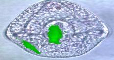 Ως θετικά για φθορισμό θεωρήθηκαν έμβρυα που είχαν τουλάχιστον δύο φθορίζοντα κύτταρα.