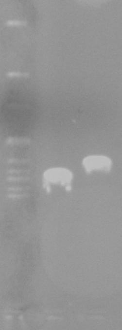 Αποτελέσματα Ιστοειδική έκφραση του γονιδίου PlJun κατά την εμβρυϊκή ανάπτυξη Η ιστοειδική έκφραση του γονιδίου PlJun κατά την εμβρυϊκή ανάπτυξη του αχινού P.
