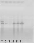 Αποτελέσματα Έκφραση του γονιδίου PlPea κατά την εμβρυϊκή ανάπτυξη Η έκφρασή του γονιδίου PlPea κατά την εμβρυϊκή ανάπτυξη του αχινού P.lividus μελετήθηκε με RT-PCR, qpcr και in situ υβριδοποίηση.
