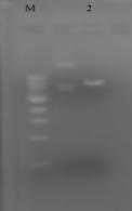 Αποτελέσματα Ιστοειδική έκφραση του γονιδίου PlPea κατά την εμβρυϊκή ανάπτυξη Η ιστοειδική έκφραση του γονιδίου Pea κατά την εμβρυϊκή ανάπτυξη του αχινού P.lividus μελετήθηκε με in situ υβριδοποίηση.