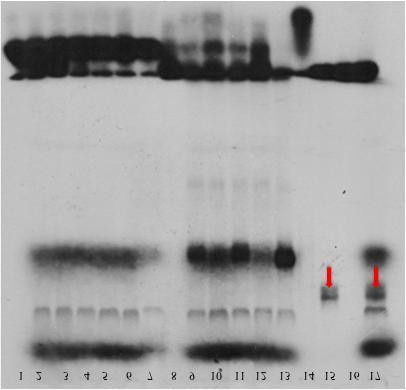 Αποτελέσματα πραγματοποιήθηκαν εκ νέου πειράματα EMSA, χρησιμοποιώντας in vitro παραγόμενες πρωτεΐνες. Πραγματοποιήθηκαν EMSA αντιδράσεις χρησιμοποιώντας ως ιχνηθέτες τα στοιχεία cons AP1 (εικόνα 3.