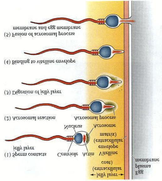 Εισαγωγή Κατά τη γονιμοποίηση λαμβάνουν χώρα δύο γεγονότα σύντηξης: α) Η σύντηξη των μεμβρανών του σπερματοζωαρίου και του αυγού και β) Η σύντηξη των δύο απλοειδών προπυρήνων τους.