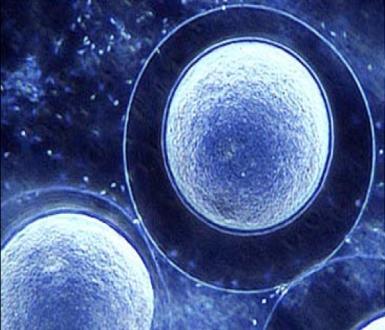 Εισαγωγή β) Μουκοπολυσακχαρίτες οι οποίοι ευθύνονται για την ωσμωτική κλίση που δημιουργείται μεταξύ της κυτταρικής και της λεκιθικής μεμβράνης.