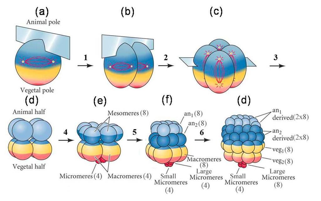 Εισαγωγή Στην έκτη αυλάκωση (στάδιο 60 κυττάρων) όλα τα κύτταρα (εκτός των μικρών μικρομεριδίων) διαιρούνται κατά μήκος του ισημερινού (εικόνα 1.8f).