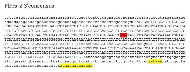 Παράρτημα Σχήμα 19. Αλληλουχία του 3 άκρου του cdna PlFra2 που προέκυψε από την PCR με εκκινητές το ζεύγος Fra inner 3 RACE inner.