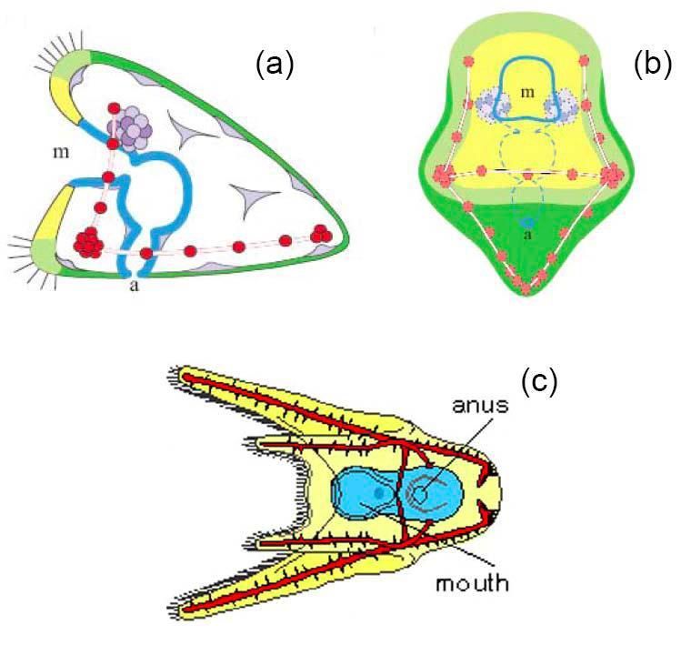 Εισαγωγή τέσσερεις τύπους μη σκελετογόνων μεσεγχυματικών κυττάρων (Ettensohn and Ruffins, 1993) (εικόνα 1.
