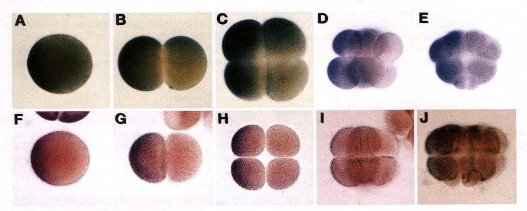 Εισαγωγή κυττάρων και το mrna ανιχνεύεται σε 4 από τα 8 μεσομερίδια, σε 2 από τα 4 μακρομερίδια, ενώ ανιχνεύεται λιγότερο στα μικρομερίδια (εικόνα 1.20 J). Όπως φαίνεται στην (εικόνα 1.