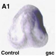 Το γονίδιο αυτό επάγεται από τον OTX στο αντιστοματικό εξώδερμα και καταστέλλεται στο στοματικό εξώδερμα από τον Gsc.