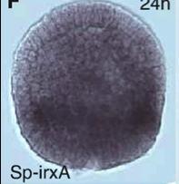 Πειράματα με αντισώματα έδειξαν ότι όλα τα κύτταρα εξέφραζαν την πρωτείνη Spec1 η οποία και αποτελεί χαρακτηριστικό δείκτη του αντιστοματικού εξωδέρματος ενώ δεν εξέφραζαν EctoV έναν