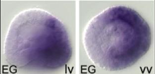 Δρα καθοδικά του BMB2/4 και ρυθμίζει θετικά τα γονίδια του αντιστοματικού εξωδέρματος msx, dlx, irxa και atbf1 (Saudemont A. et al. 2010). Εικόνα 1.31 Εντοπισμός του ενδογενούς Tbx2/3 mrna.